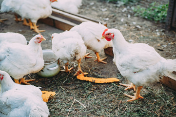 white hens on the farm. chickens. bird flu