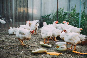 white hens on the farm. chickens. bird flu