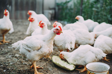 broiler chickens. chicken farm. bird flu. chicken meat