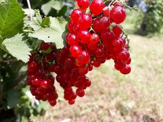 berries of red currant on bush