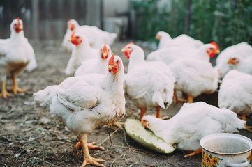 broiler chickens. chicken farm. bird flu. chicken meat