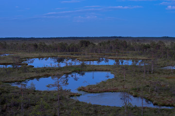 Blue hour in the bog