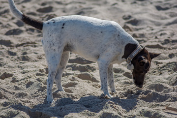 pies na słonecznej i piaszczystej plaży © Mariusz Sowula