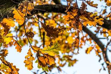 Herbstliche Blätter an Obstbäumen