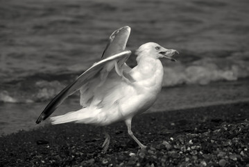 Wild seagull flees with food