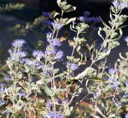 Caryopteris x clandonensis | Caryopteris de clandon | Spirée bleue ou barbe bleue