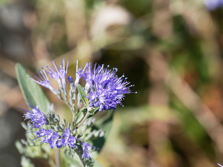 Caryopteris x clandonensis | Caryopteris de clandon | Spirée bleue ou barbe bleue, un buisson aromatique aux rameaux de fleurs bleues violacées sur de longues tiges au feuillage oval, denté et aromati