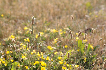Forest meadow with wild grasses, blur background