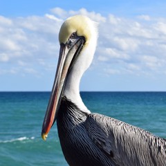 pelican