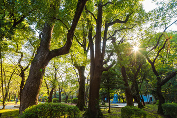 Ueno public city park with light of sunset in Tokyo