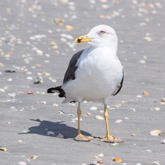seagull on beach