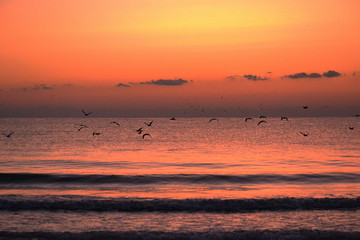 Seagulls flying over sea in the morning