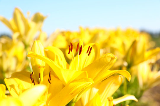 Beautiful bright yellow lilies growing at flower field, closeup © New Africa