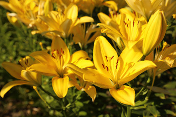 Obraz premium Beautiful yellow lilies in blooming field on summer day