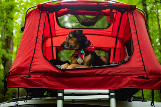 A black and tan dog in a red ten on top of a car.