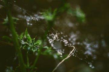 raindrops on a spiderweb