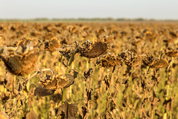 Withered sunflowers in the autumn field. Mature dry sunflowers are ready for harvest. Bad harvest...