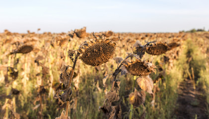 Withered sunflowers in the autumn field. Mature dry sunflowers are ready for harvest. Bad harvest...