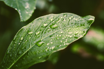 raindrops on a green leaf