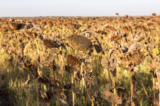 Withered sunflowers in the autumn field. Mature dry sunflowers are ready for harvest. Bad harvest of sunflower on the field. Blackened unclean abandoned bad harvest in an autumn field