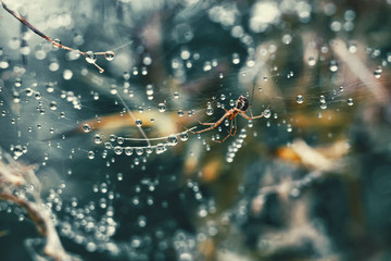 Linyphiidae spider in her wet web, dwarf spiders