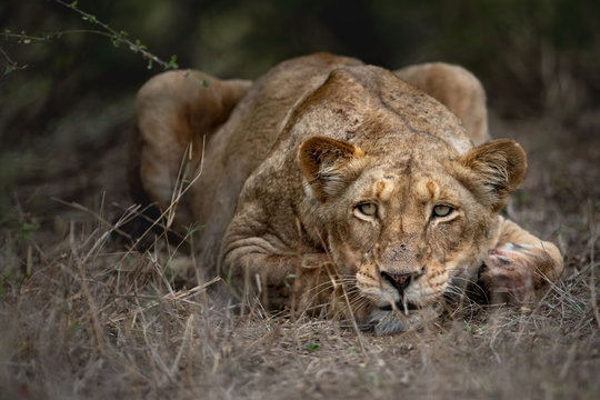 a lion is lying in the grass