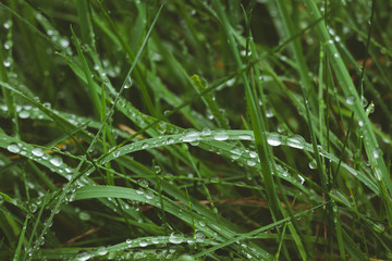 rain wet green grass background