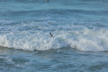 Mouette sur la vague