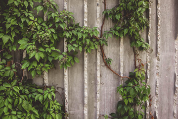 Contemporary Gray Concrete with  lots of crawling Vine