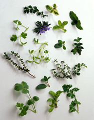 Study of Various Herbs against white