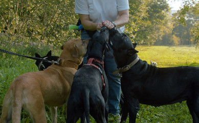 Woman feeding four dogs
