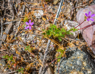 flowers in the forest