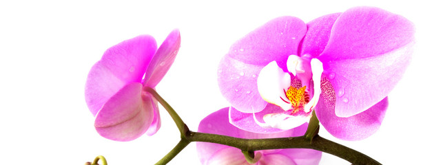 Naklejka na ściany i meble pink Phalaenopsis or Moth dendrobium Orchid flower in winter or spring day tropical garden isolated on white background.Selective focus.agriculture idea concept design with copy space add text.