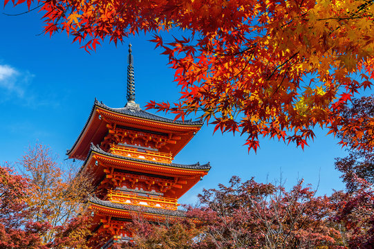 Red pagoda and maple tree in autumn, Kyoto in Japan.