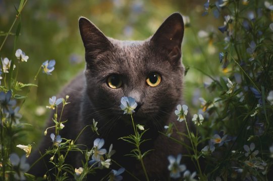BLACK CAT LIES IN BLUE FLOWERS