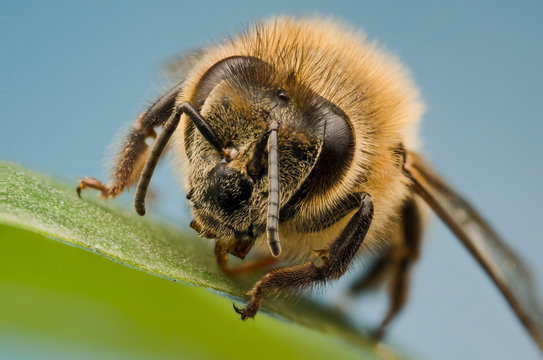 Bumble bee sitting on top of a green plant outdoors.