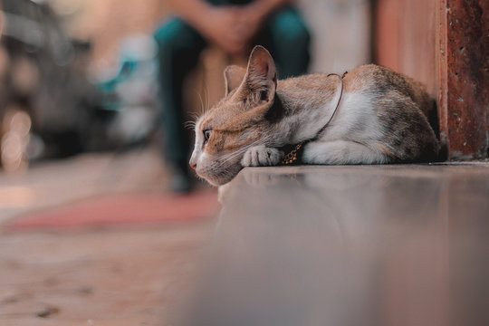 cat lying on a floor