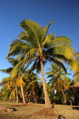 Au pays des cocotiers