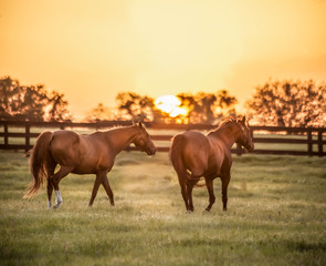 Thoroughbred horse mares in paddock at sunset