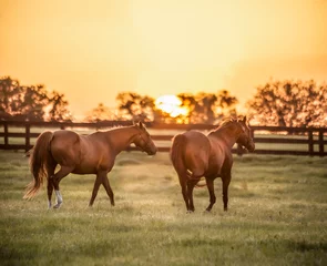Foto op Plexiglas Thoroughbred horse mares in paddock at sunset © Mark J. Barrett