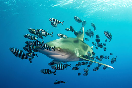 fish swimming in ocean
