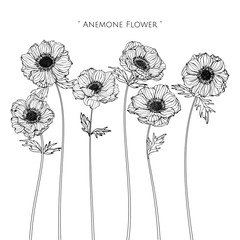 Anemone flower and leaf drawing illustration with line art on white backgrounds.