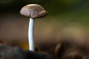 Mushroom in the autum 