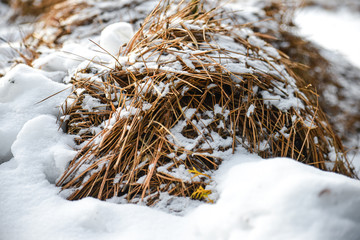 Dry Grass Shrubs Bushes On A Snowfield Covered In White Snow In Cold Winter, Spokane, Washington, USA