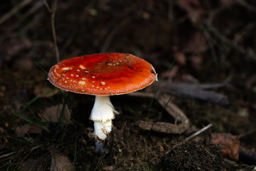 mushroom 