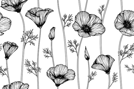 california poppy flower and leaf drawing illustration with line art on white backgrounds.