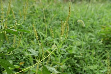 Ambrosia trifida flowers / Ambrosia trifida grows densely in the wasteland, and its ear-shaped flowers cause hay fever.