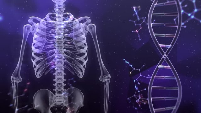 Human Body Skeleton Medical DNA Science Technology image background