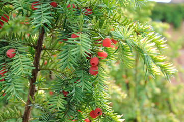 yew berry fruits on a natural bush against a blue sky