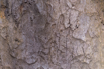 old wood skin  texture  and back ground 